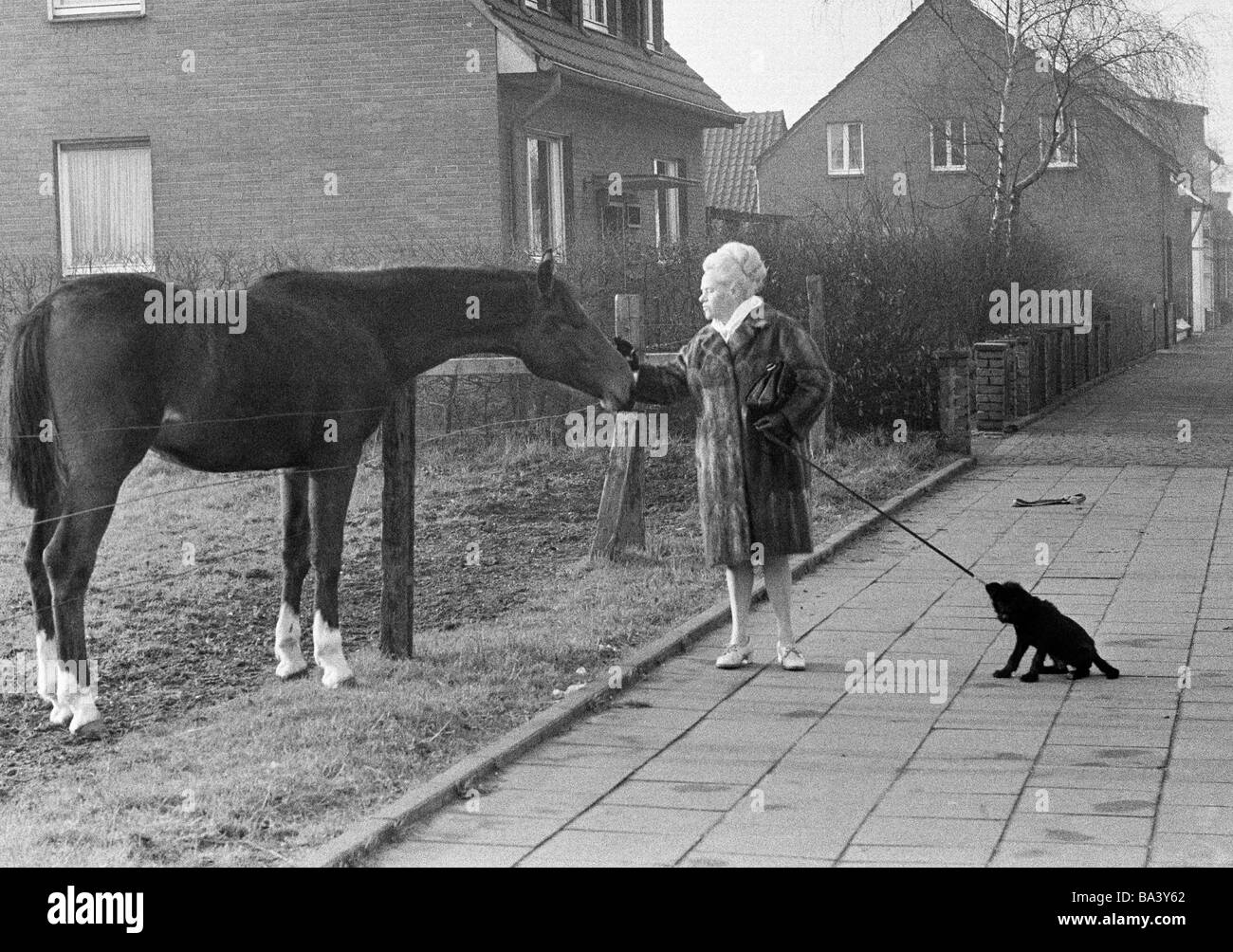 Negli anni settanta, foto in bianco e nero, umorismo, animali, donna cammina un cane al guinzaglio e sorge nei pressi di una recinzione di pascolo petting un cavallo, il cane è molto ansiosi e tira il guinzaglio, di età compresa tra i 50 e i 60 anni Foto Stock