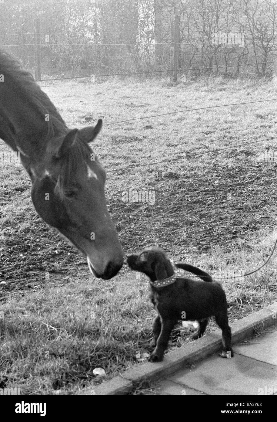 Negli anni settanta, foto in bianco e nero, umorismo, animali, cavallo e cane legato visualizza ciascun altro attraverso una recinzione di pascolo Foto Stock
