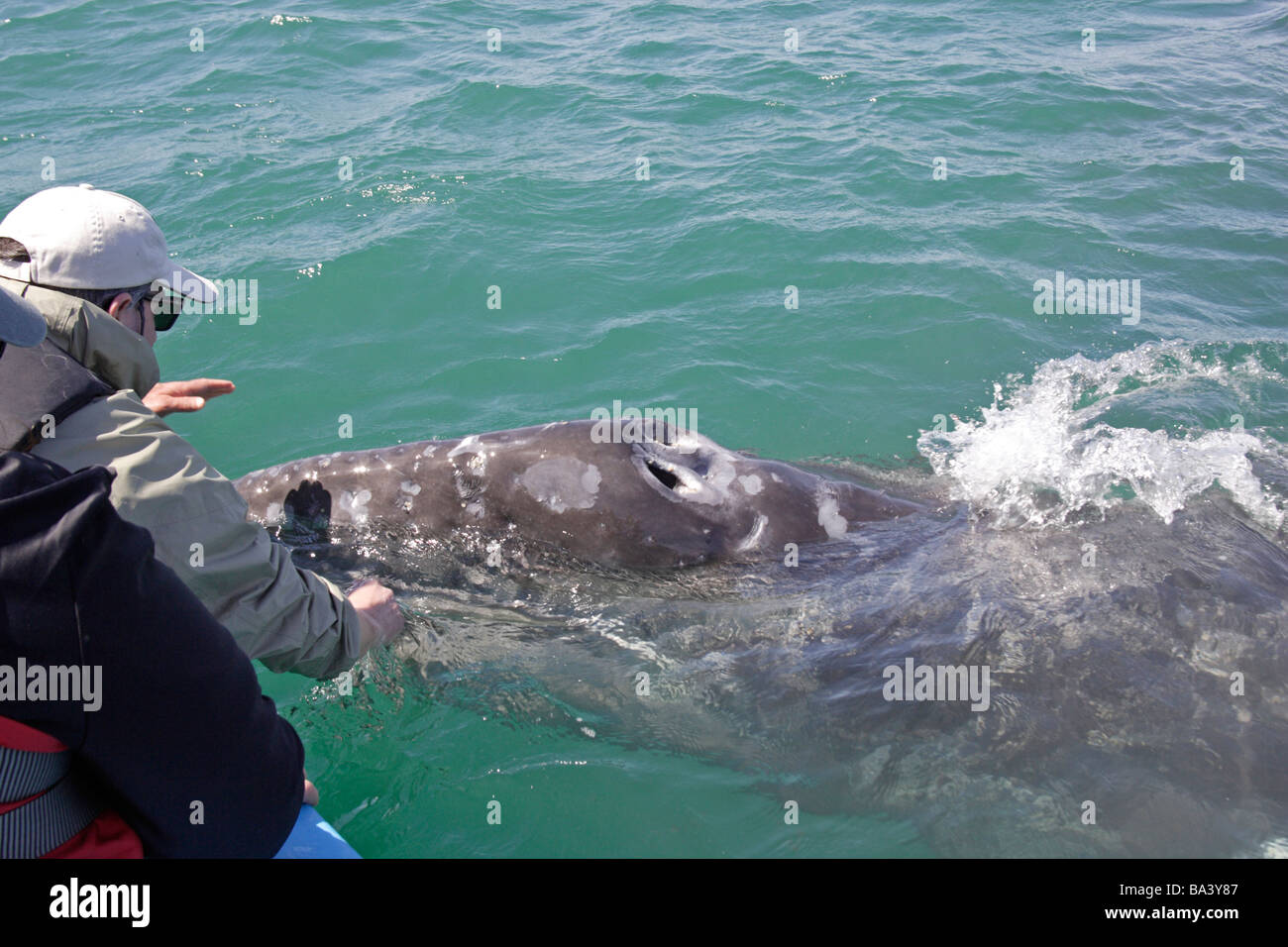 La persona che osserva una balena grigia vitello alla Laguna di San Ignacio Velasco Foto Stock
