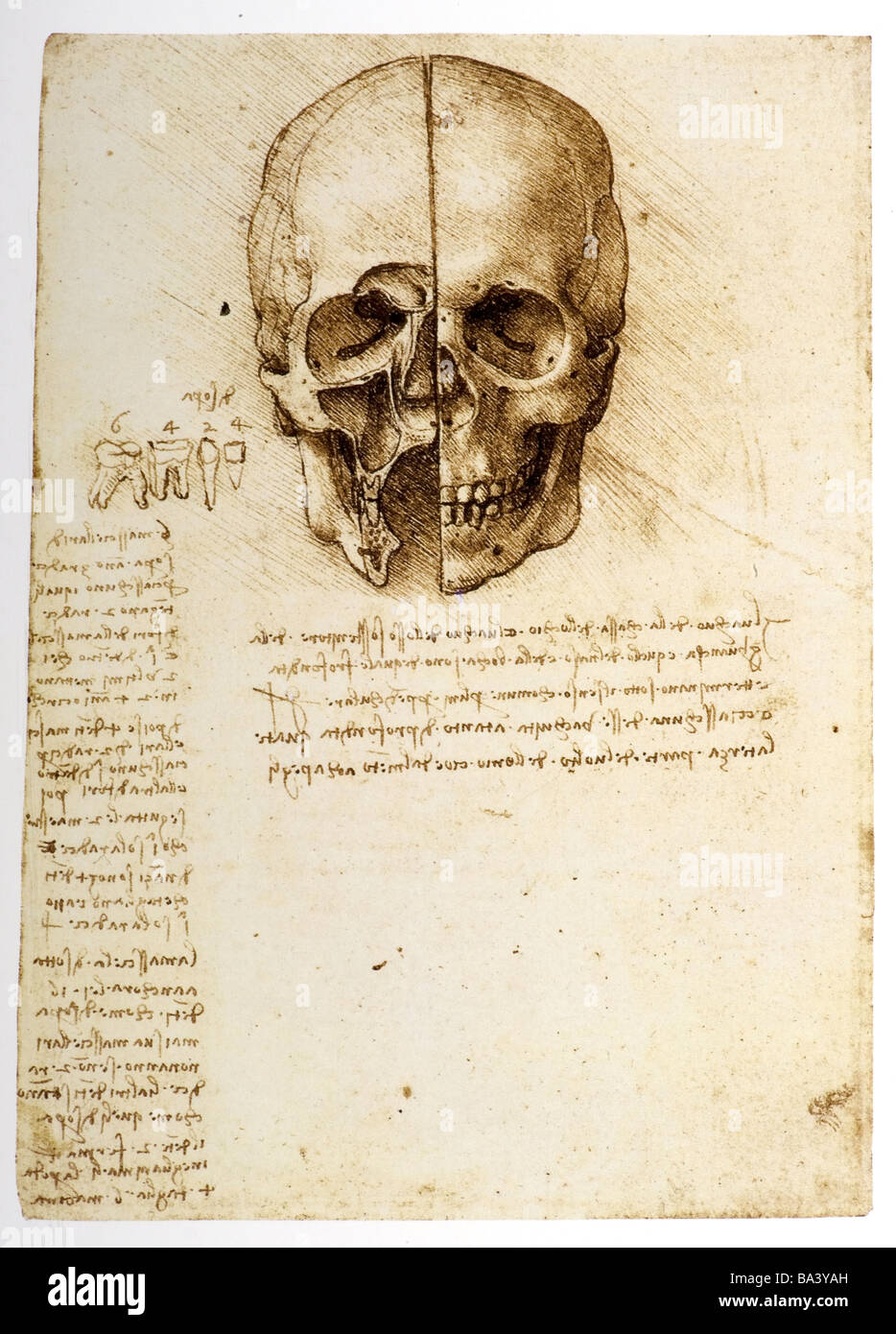 Studi di anatomia cranio umano di Leonardo da Vinci Foto Stock