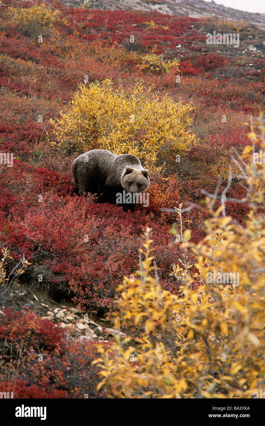 Orso grizzly in autunno la tundra Parco Nazionale di Denali interno rientrano Alaska Foto Stock