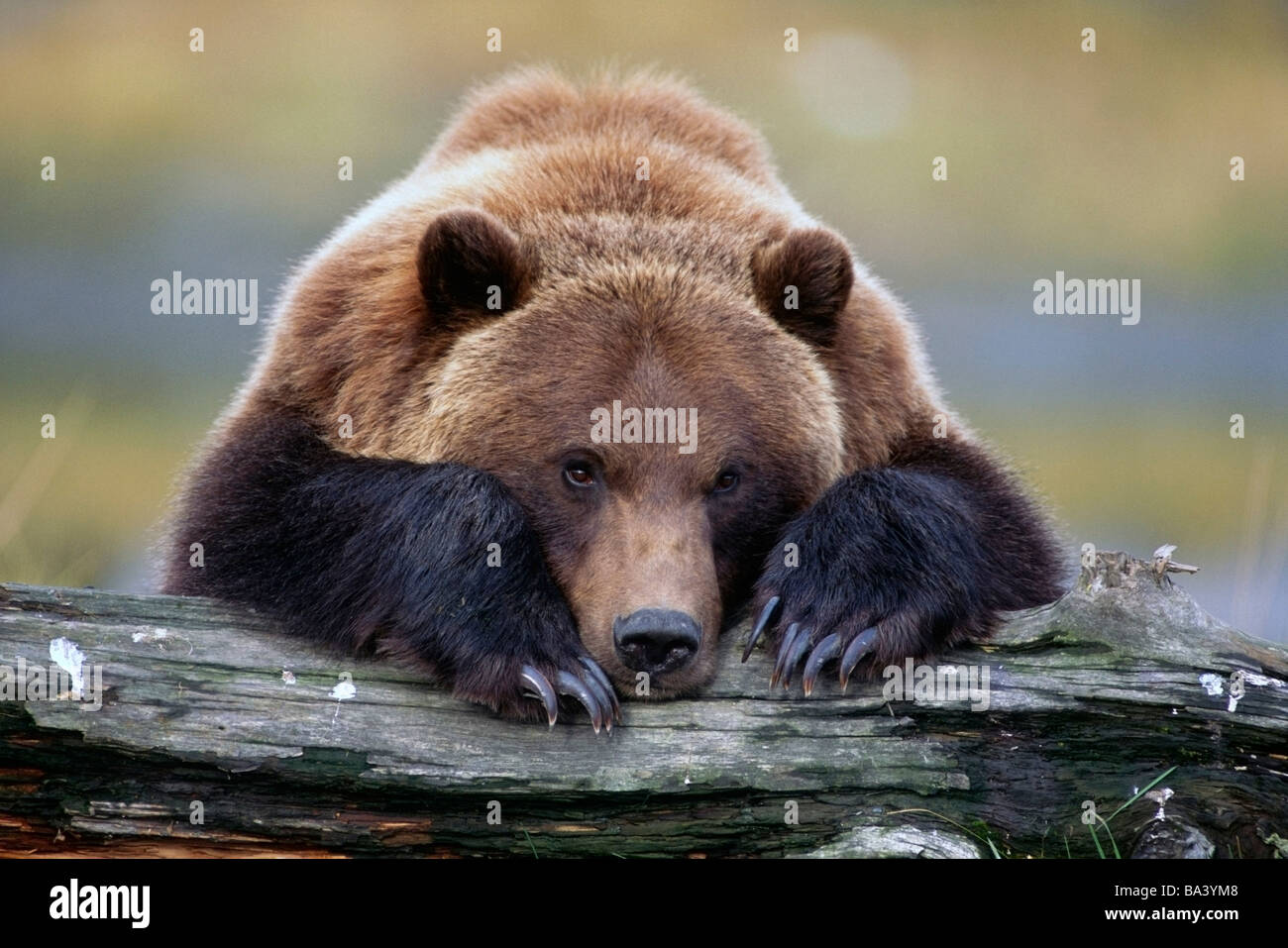 Orso bruno poggia con esso anteriore gambe distese su un log in Alaska Wildlife Conservation Centre, Alaska captive Foto Stock