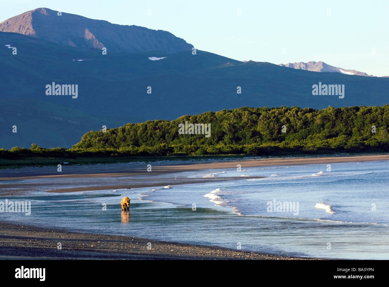 Orso bruno passeggiate lungo il litorale nella zona Kaguyak di Katmai National Park, Alaska Foto Stock