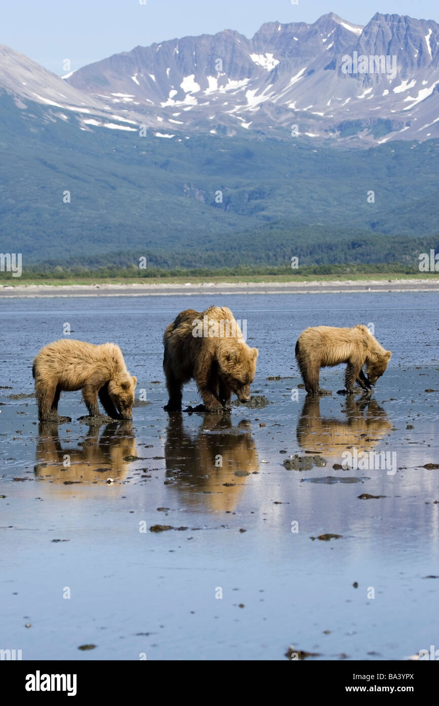 Orso bruno scavando le vongole in tidal flats in corrispondenza della bocca del grande fiume in Katmai National Park, Alaska Foto Stock