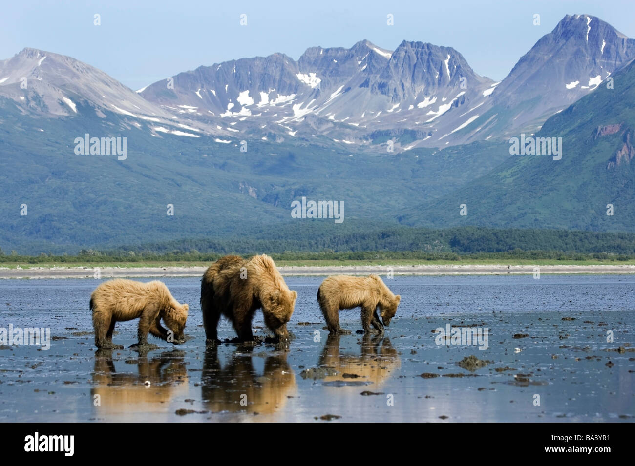 Orso bruno scavando le vongole in tidal flats in corrispondenza della bocca del grande fiume in Katmai National Park, Alaska Foto Stock