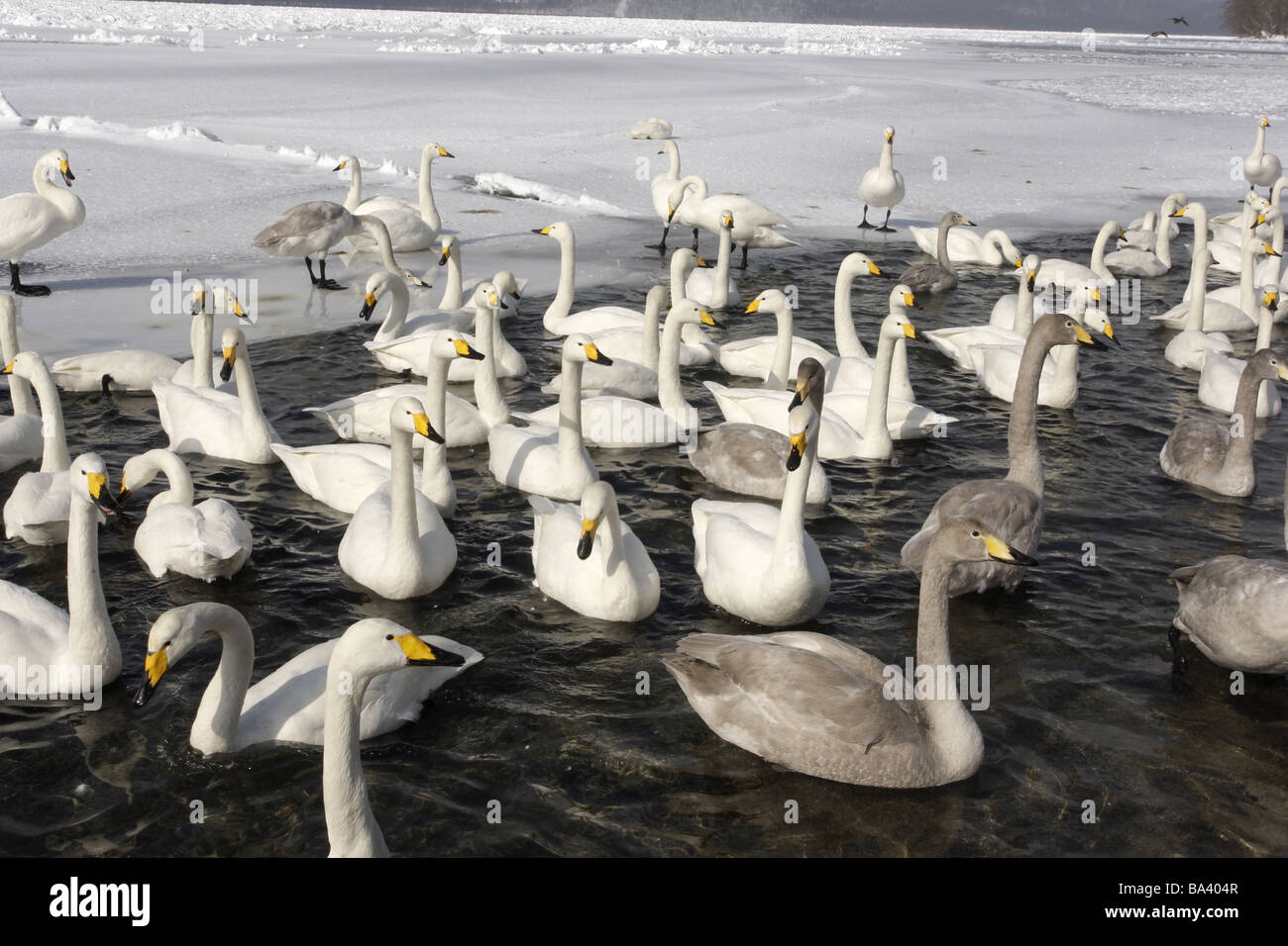 Whooper swan Cygnus cygnus Giappone inverno Foto Stock