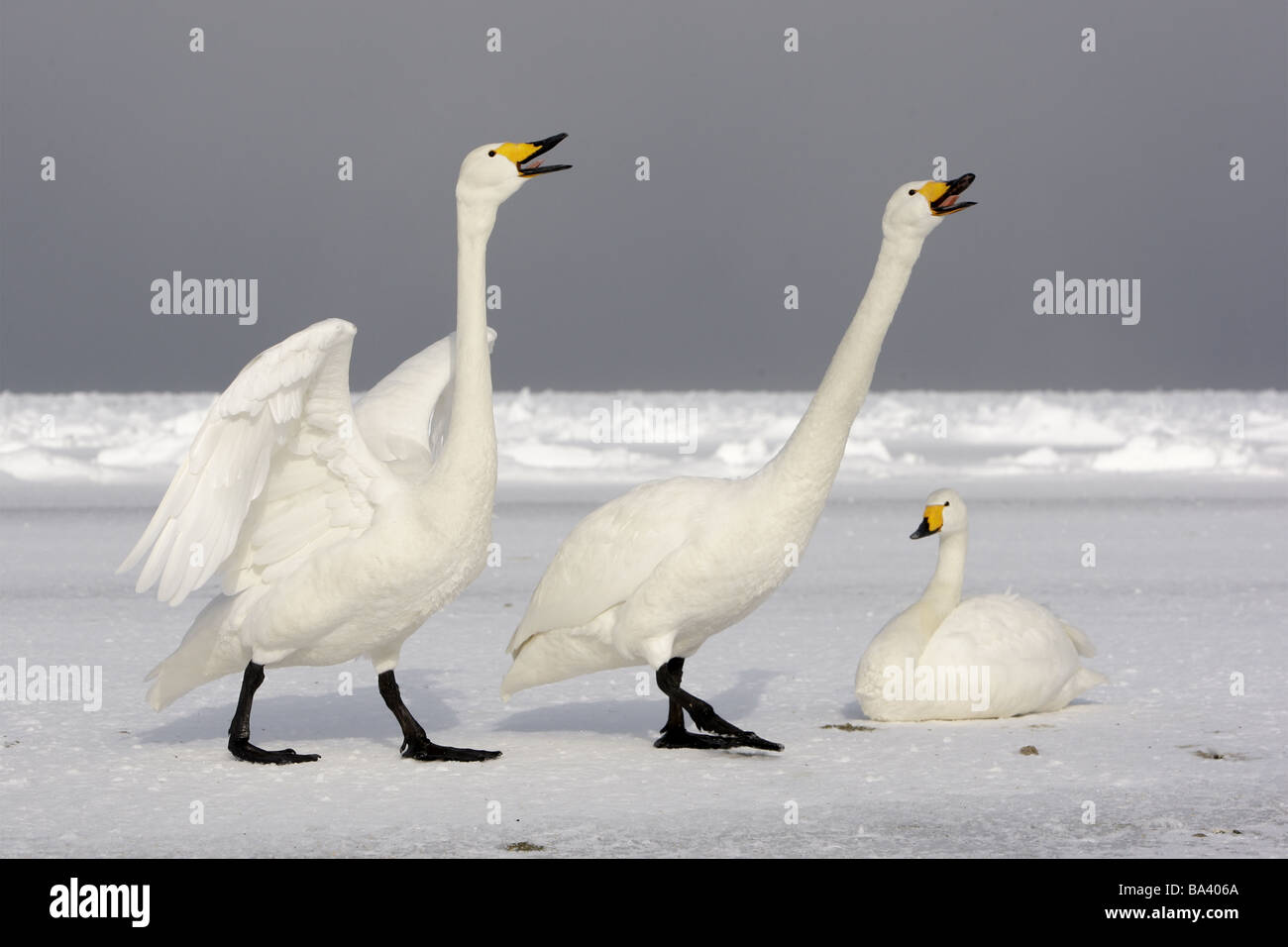 Whooper swan Cygnus cygnus coppia visualizzando il Giappone inverno Foto Stock