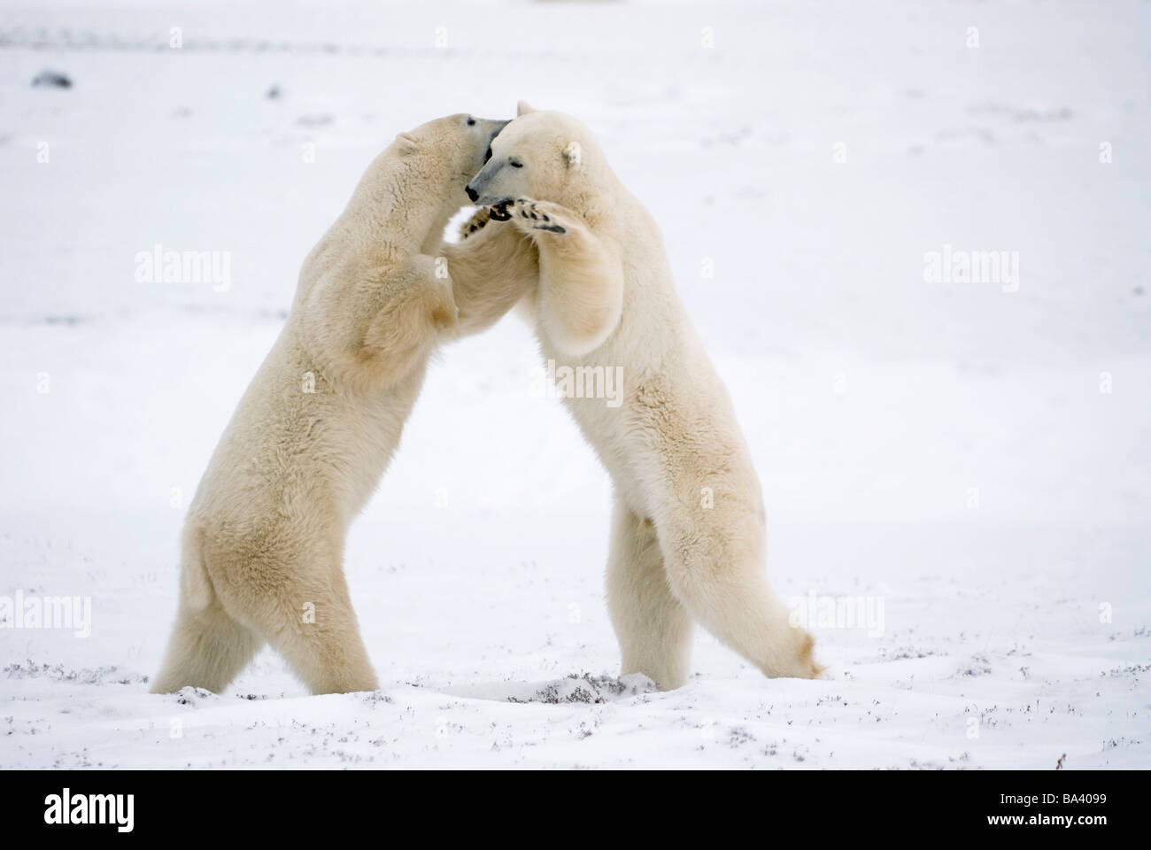 Gli orsi polari sulle zampe posteriori giocare combattimenti a Churchill, Manitoba, Canada. Foto Stock