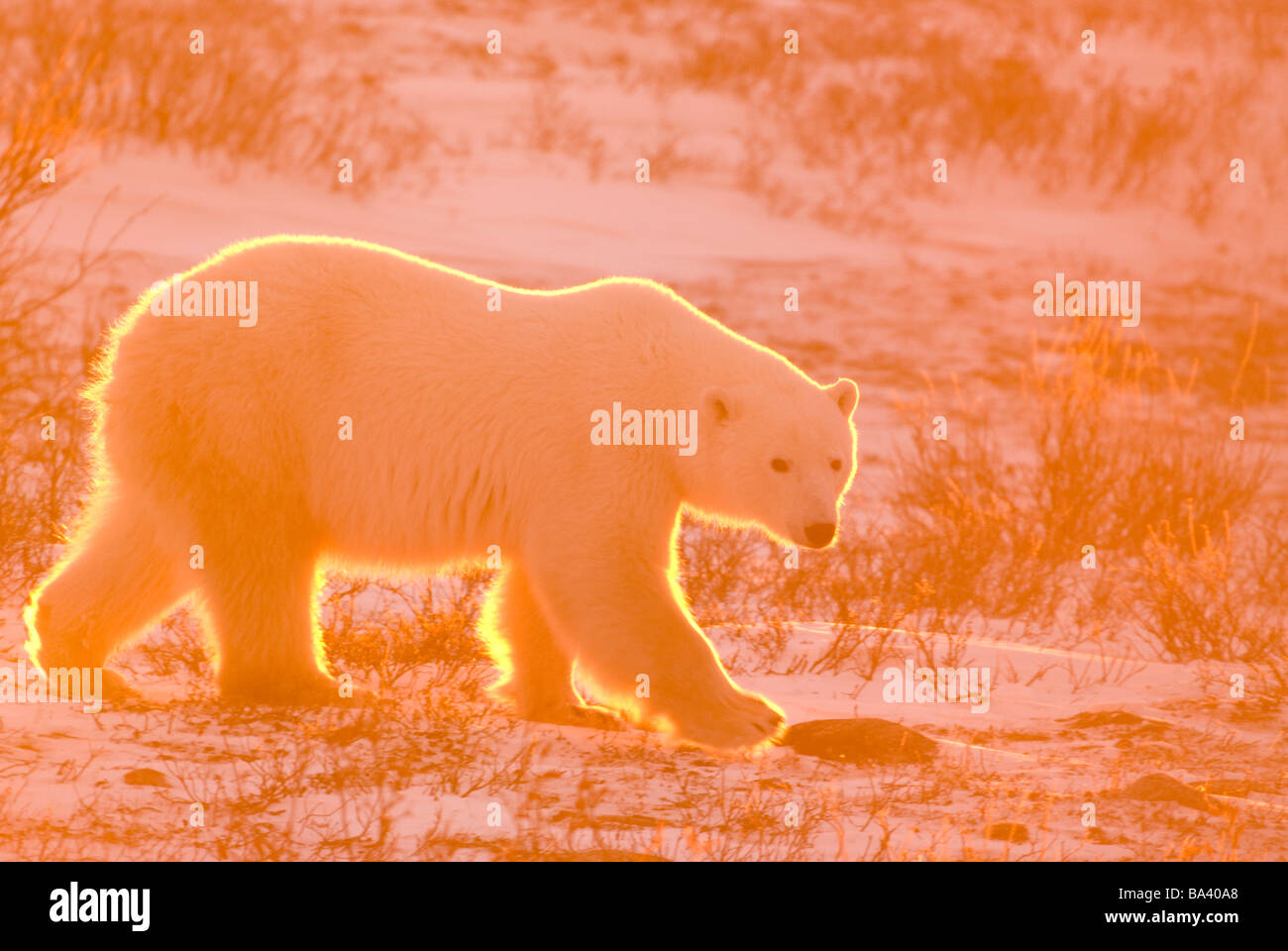 Orso polare, retroilluminati da sole di setting, passeggiate sul suolo ghiacciato al Churchill, Manitoba, Canada. Foto Stock