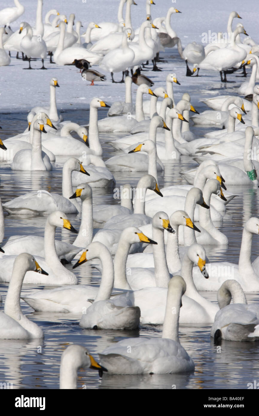 Whooper swan Cygnus cygnus Giappone inverno Foto Stock