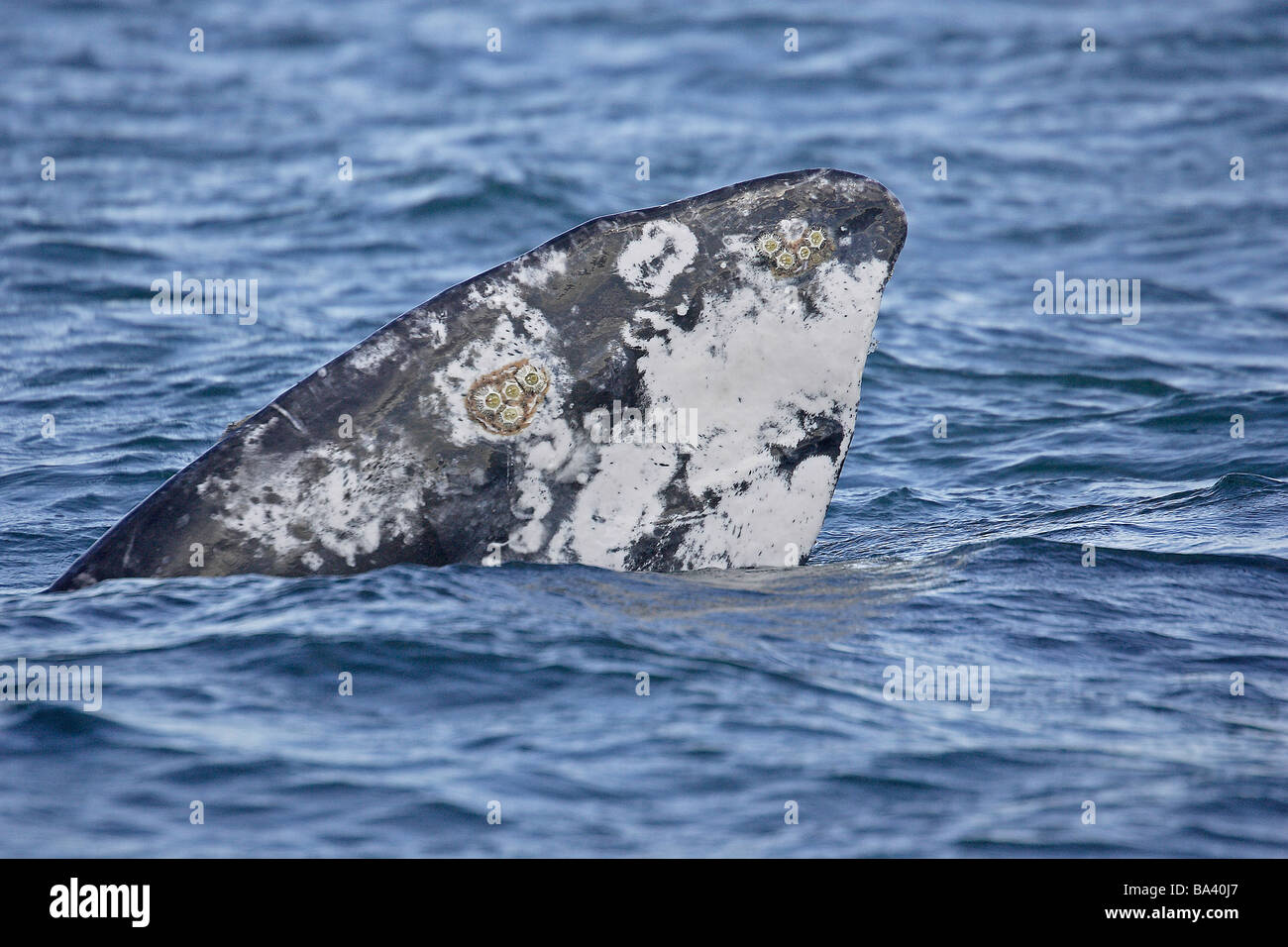 Balena Grigia pinna che mostra cirripedi Foto Stock