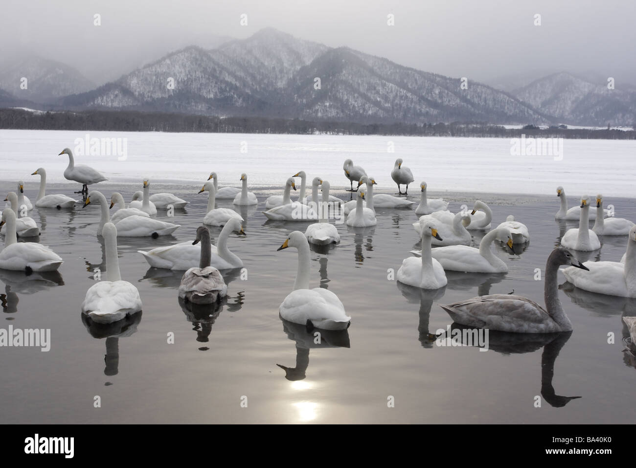 Whooper swan Cygnus cygnus Giappone inverno Foto Stock