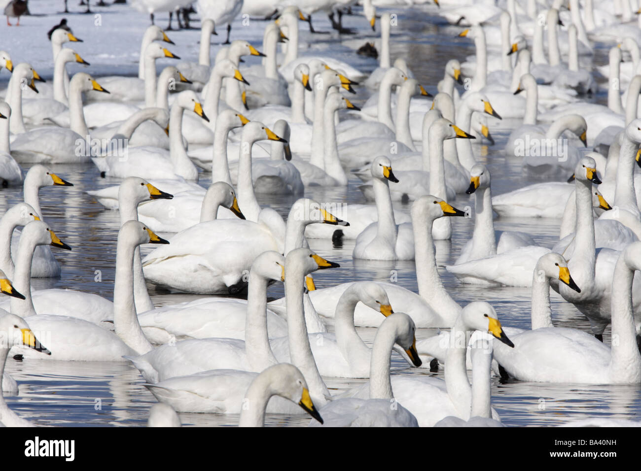 Whooper swan Cygnus cygnus Giappone inverno Foto Stock