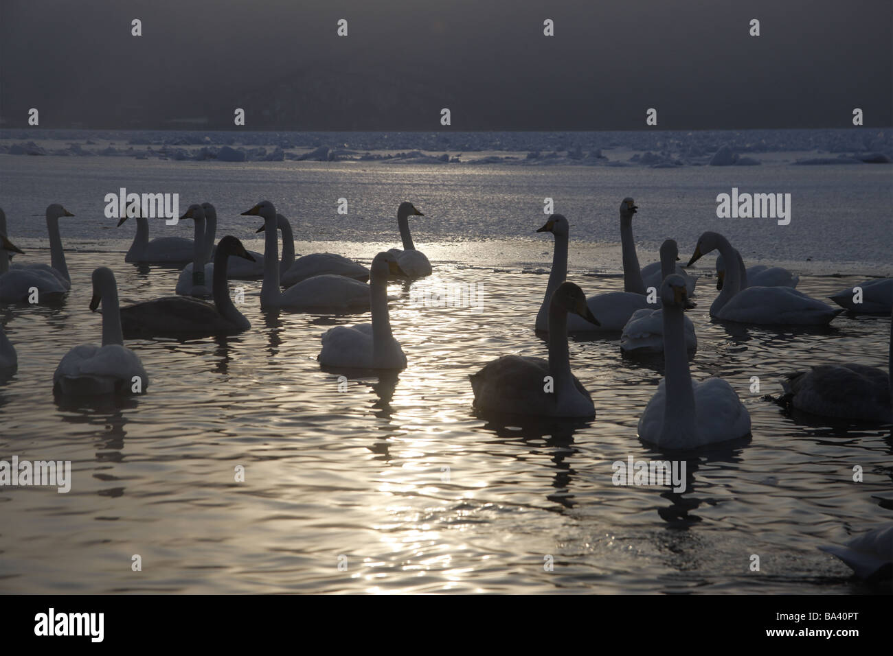 Whooper swan Cygnus cygnus Giappone inverno Foto Stock