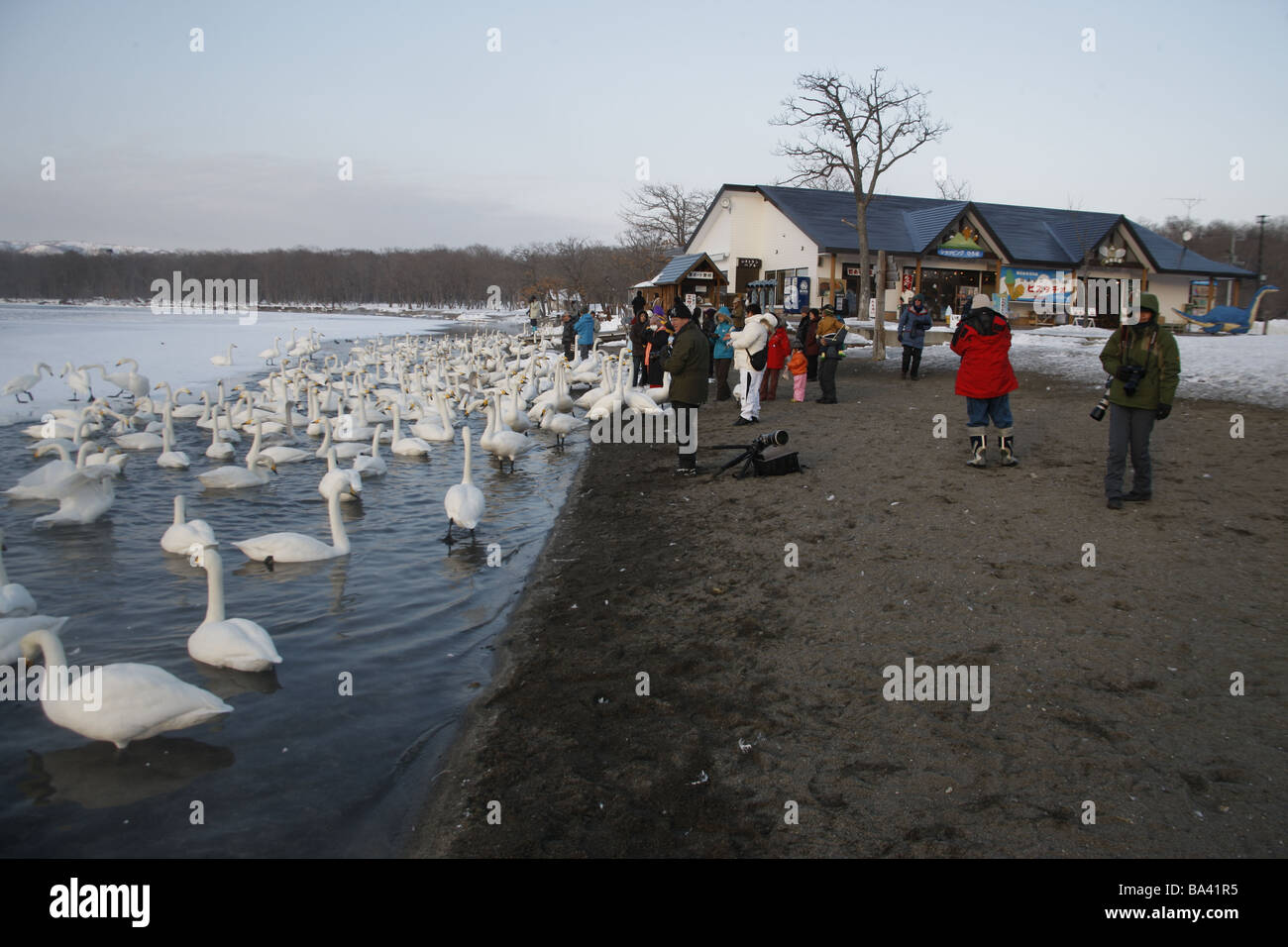 Whooper swan Cygnus cygnus persone Giappone inverno Foto Stock