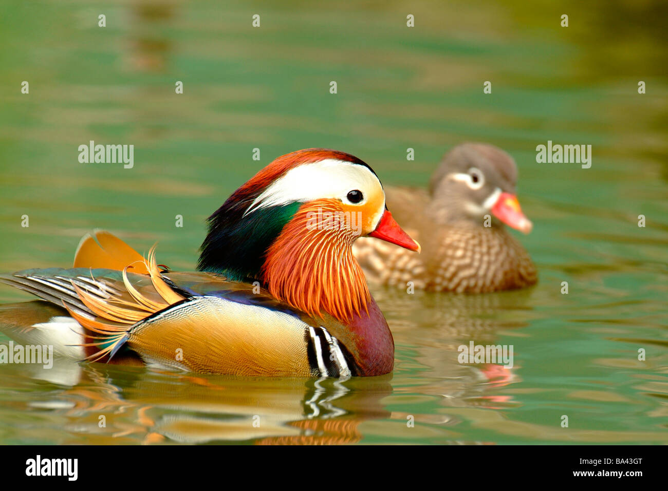 Maschi e femmine di anatra mandarina nuotare in acqua vista laterale Foto Stock