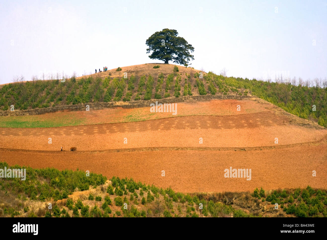 Cina Yunnan Dongchuan millenaria del Dragon Tree Foto Stock