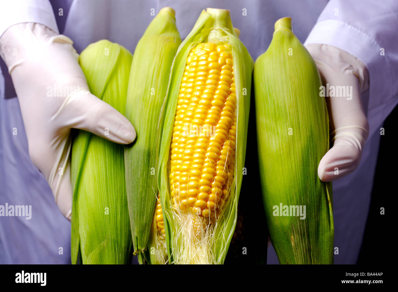 Tecnico azienda geneticamente modificato di granturco dolce Foto Stock
