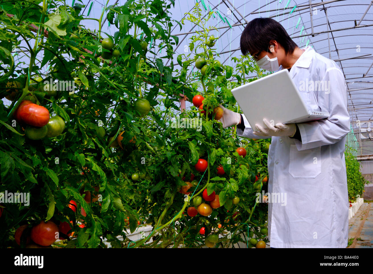 Ricercatore utilizzando laptop e esaminando geneticamente modificata di pomodoro Foto Stock