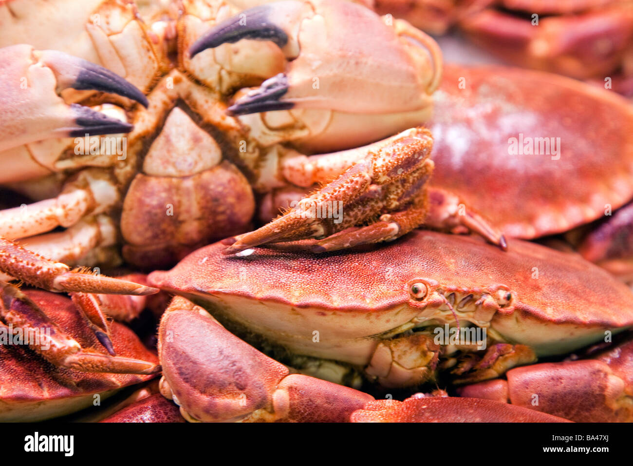 Granchio di mare al mercato della Boqueria città di Barcellona commnunity autonoma di Catalogna nord-est della Spagna Foto Stock