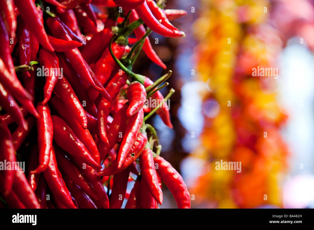 Peperoncino rosso al mercato della Boqueria città di Barcellona commnunity autonoma di Catalogna nord-est della Spagna Foto Stock