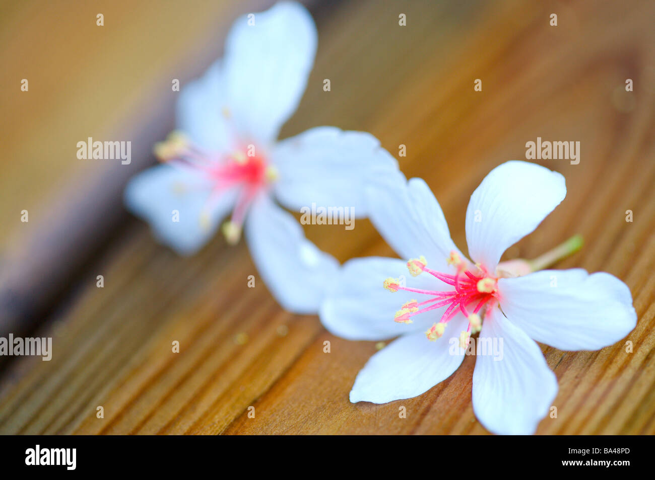 Due fiori bianchi immissione su legno Foto Stock