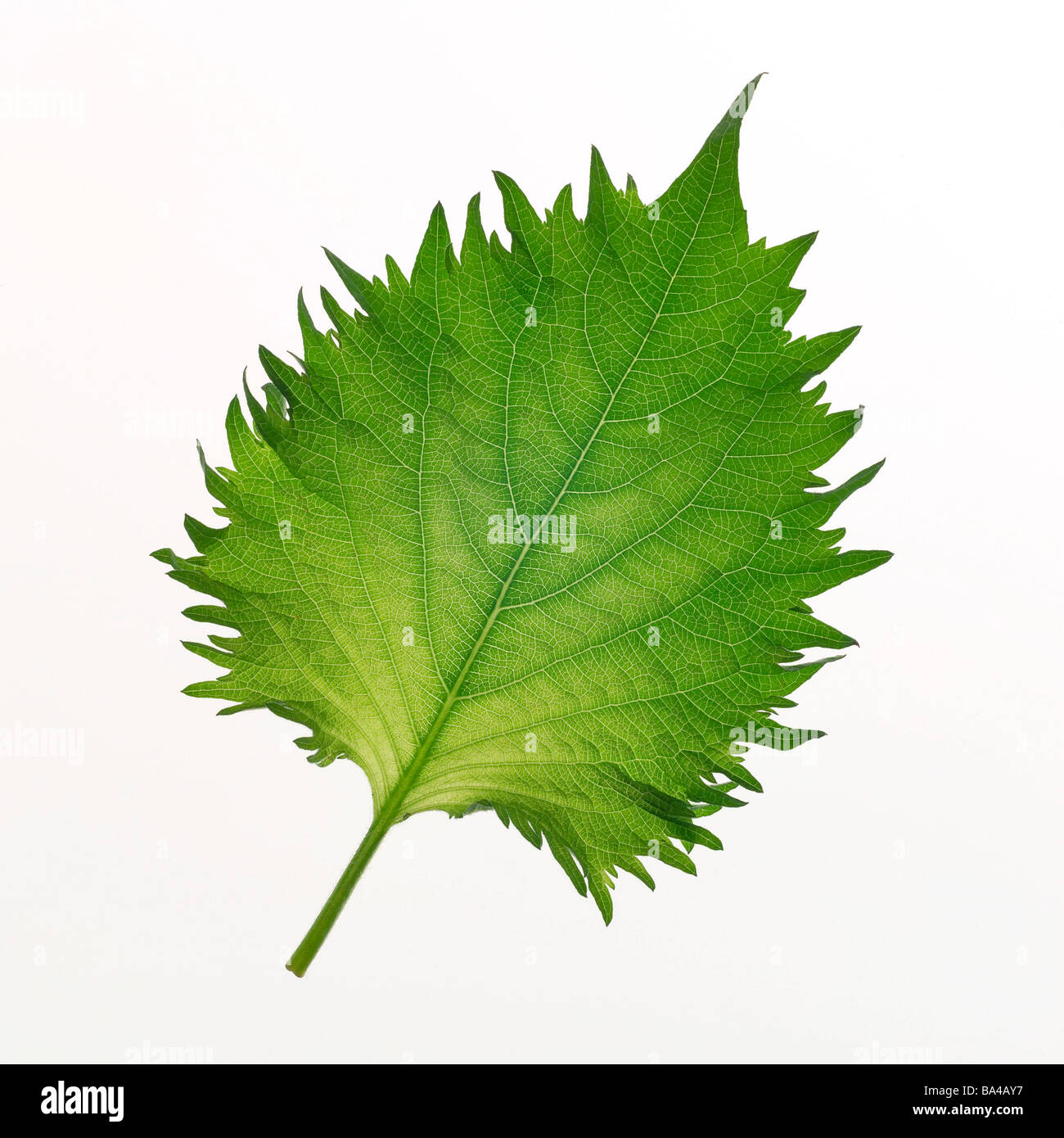 Verde foglia Foto Stock