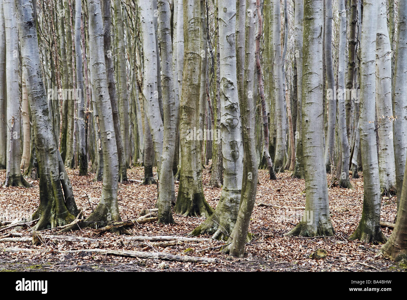 Il faggio-foresta dettaglio tronchi foglie grigie brown 05/2006 log ad albero e tronchi pagine brown libri Libri Libri-alberi forestali dettaglio Foto Stock