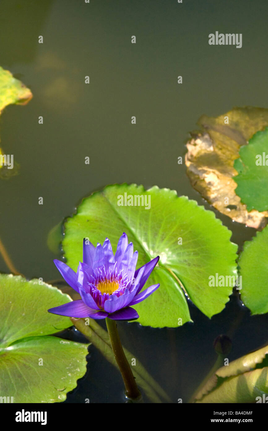 Water Lilies in Ho Chi Minh City Vietnam Foto Stock