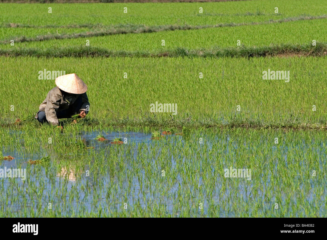 L'agricoltore vietnamita tende ad una risaia vicino a Hoi An Vietnam Foto Stock