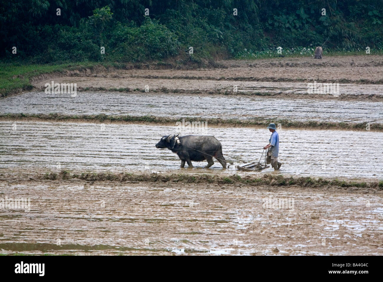 Bufalo d'acqua coltivando riso risoni a nord di Hue Vietnam Foto Stock