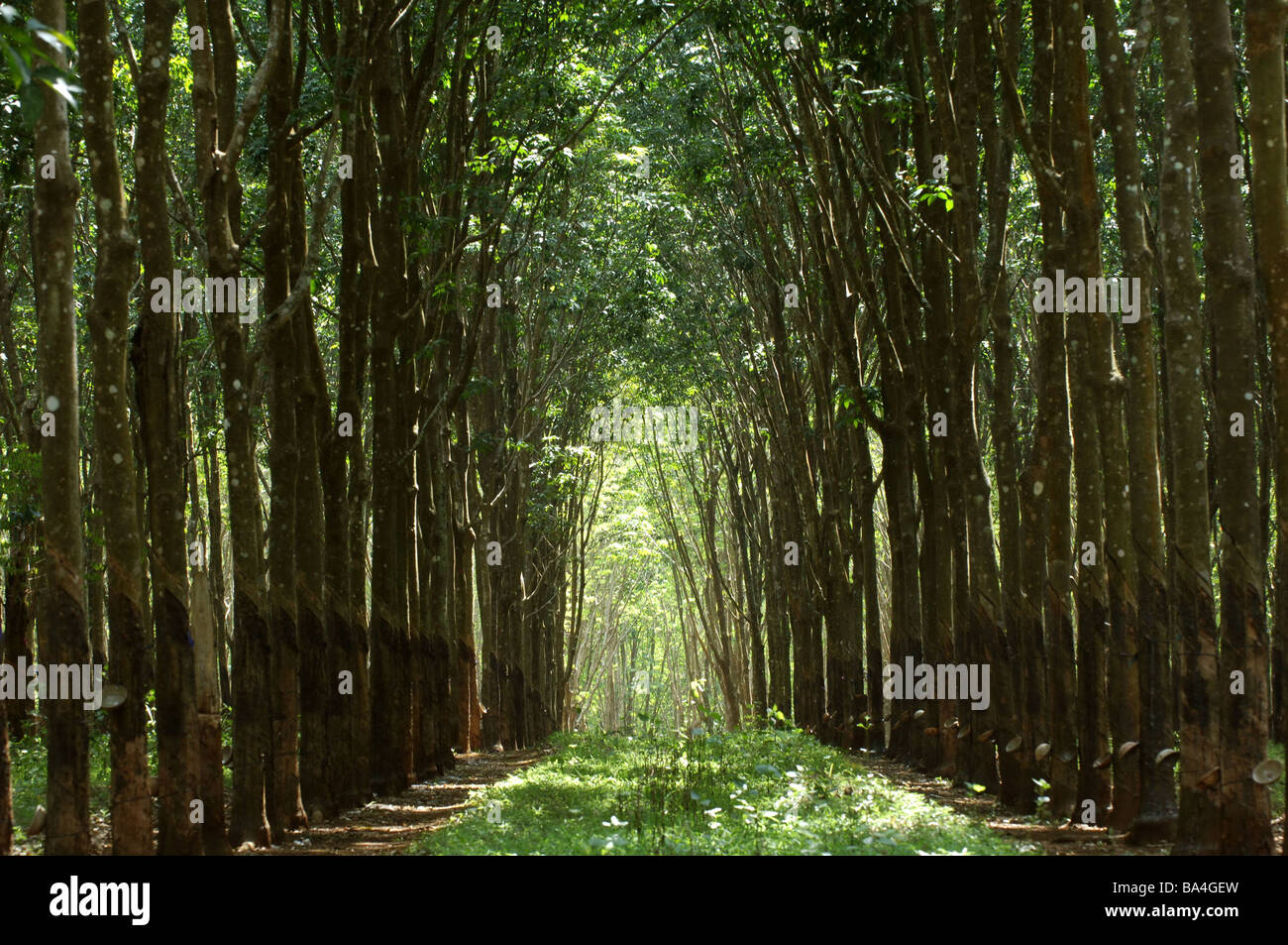 Il Vietnam altopiano centrale in gomma-plantation Asia sud-est-asia economia di produzione di gomma gomma materiale greggio "acquosa" ad albero Foto Stock