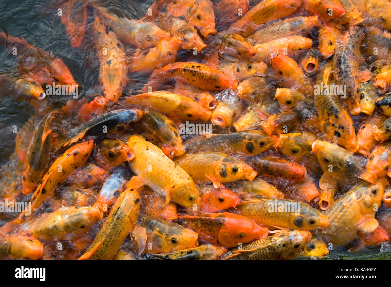 Ornamentali pesci koi in uno stagno presso la cittadella imperiale di Hue Vietnam Foto Stock