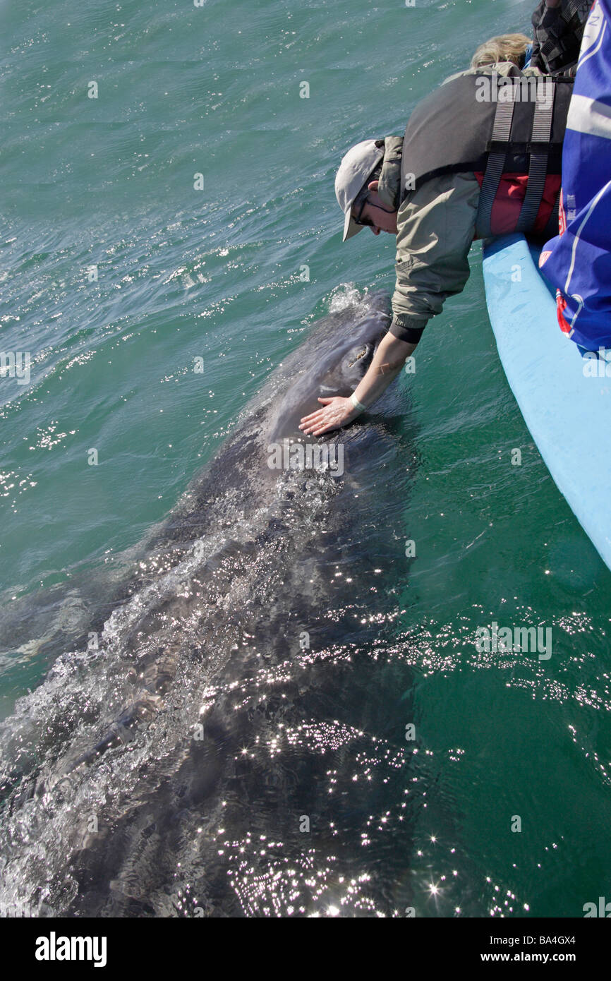 Persona toccando una balena grigia vitello alla Laguna di San Ignacio Velasco Foto Stock