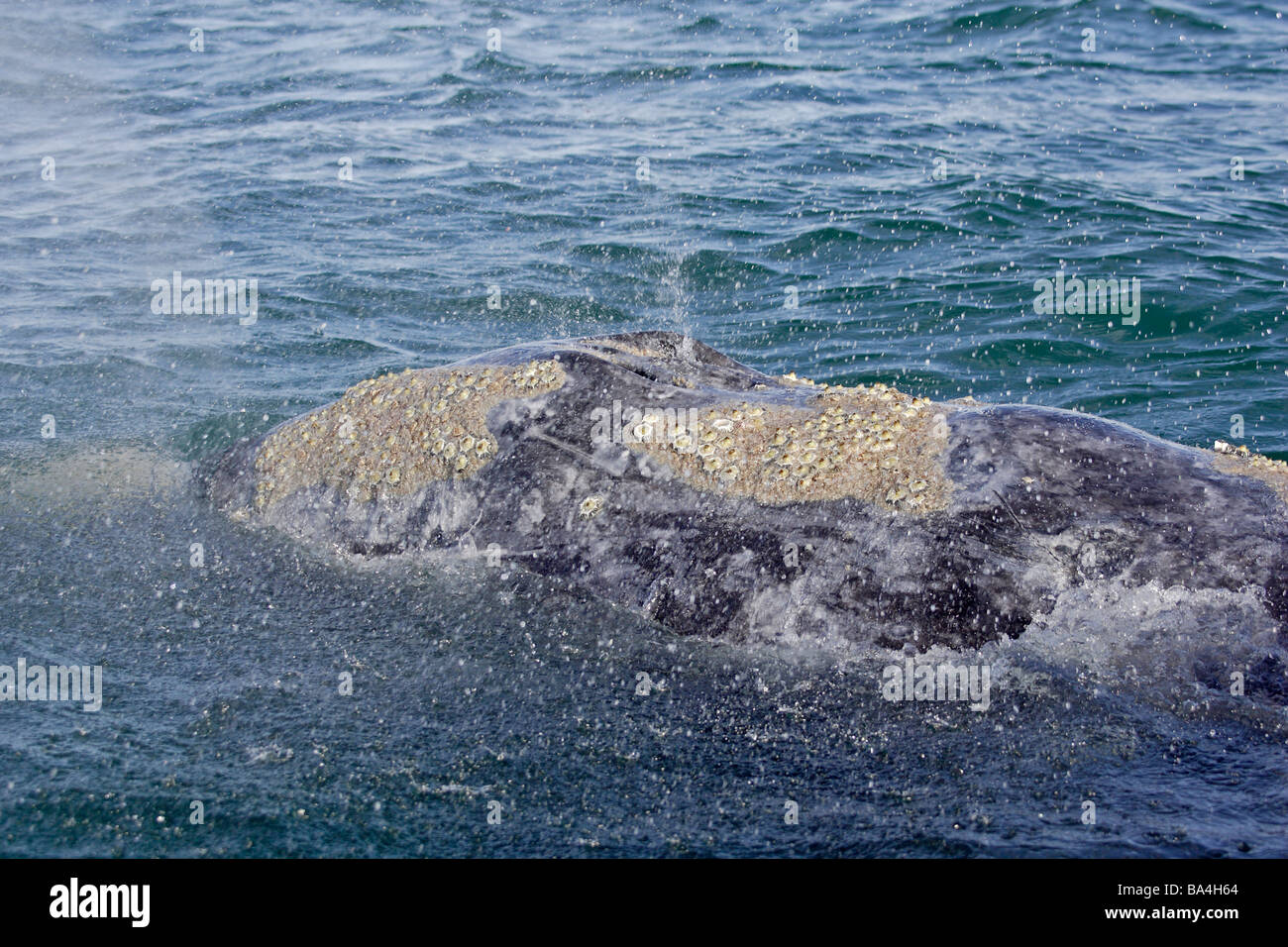 Balena Grigia schizzando in Laguna San Ignacio Velasco Foto Stock