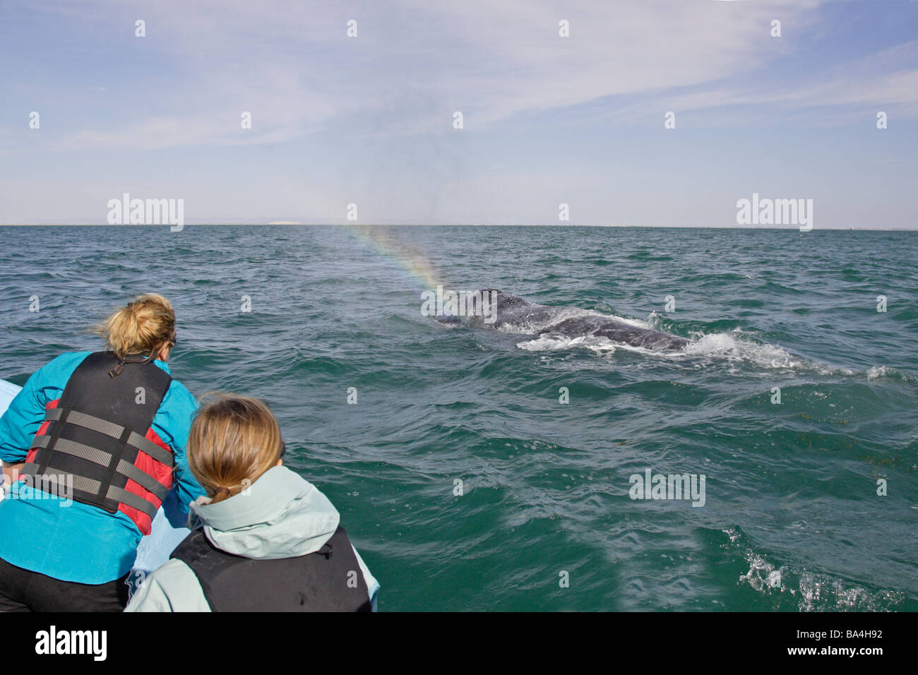 Balena Grigia schizzando accanto a un panga in Laguna San Ignacio Velasco Foto Stock