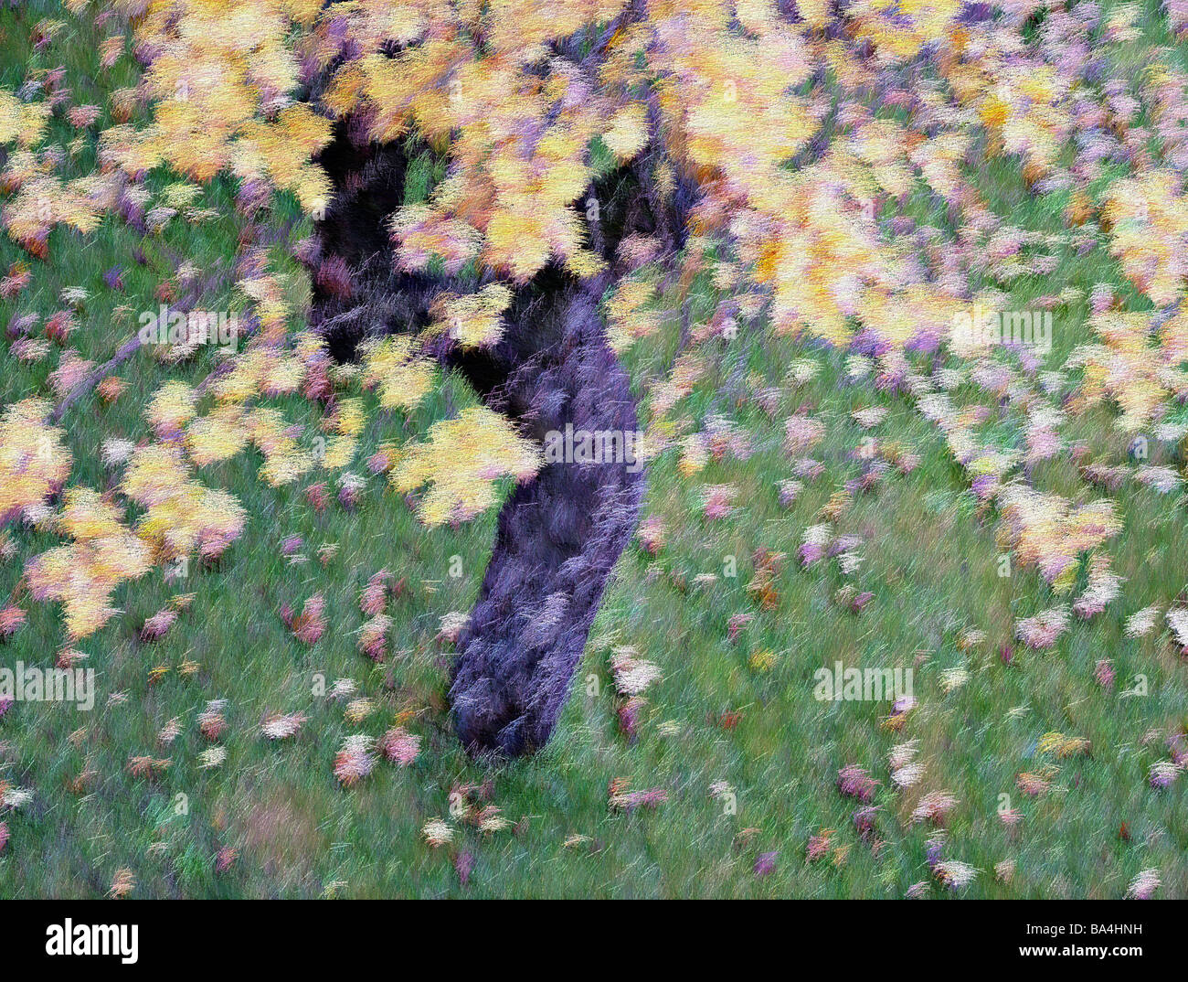 Prato albero della mela caduta delle foglie da sopra [M] piante da giardino chiome di alberi da frutto chioma lascia colorfully Foto Stock