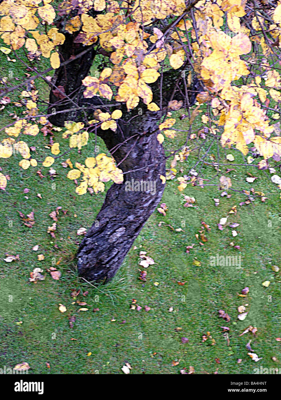 Prato albero della mela caduta delle foglie da sopra sfocatura [M] piante da giardino chiome di alberi da frutto chioma lascia colorfully Foto Stock