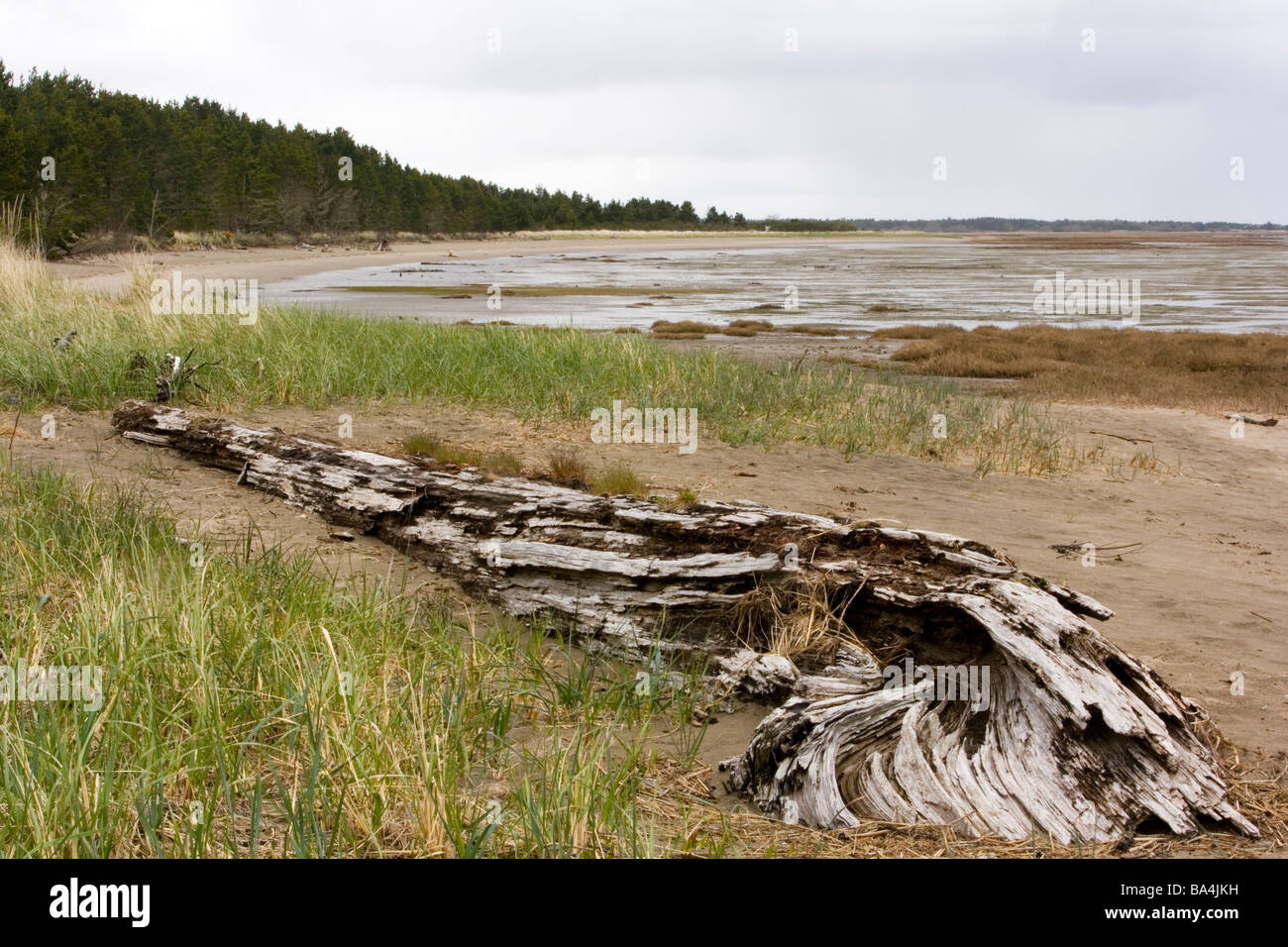 Leadbetter Point State Park - spiaggia lunga penisola, Washington Foto Stock
