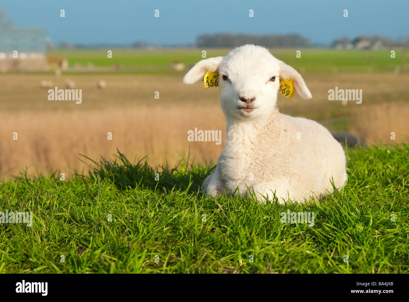 Carino agnello in primavera nei Paesi Bassi Foto Stock