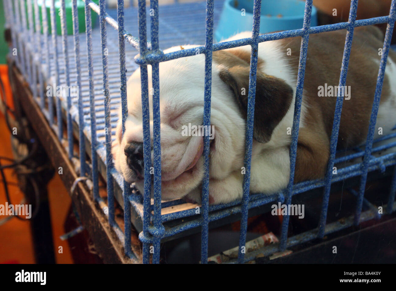 Sorridente cane per la vendita di chatuchak mercato jj Foto Stock