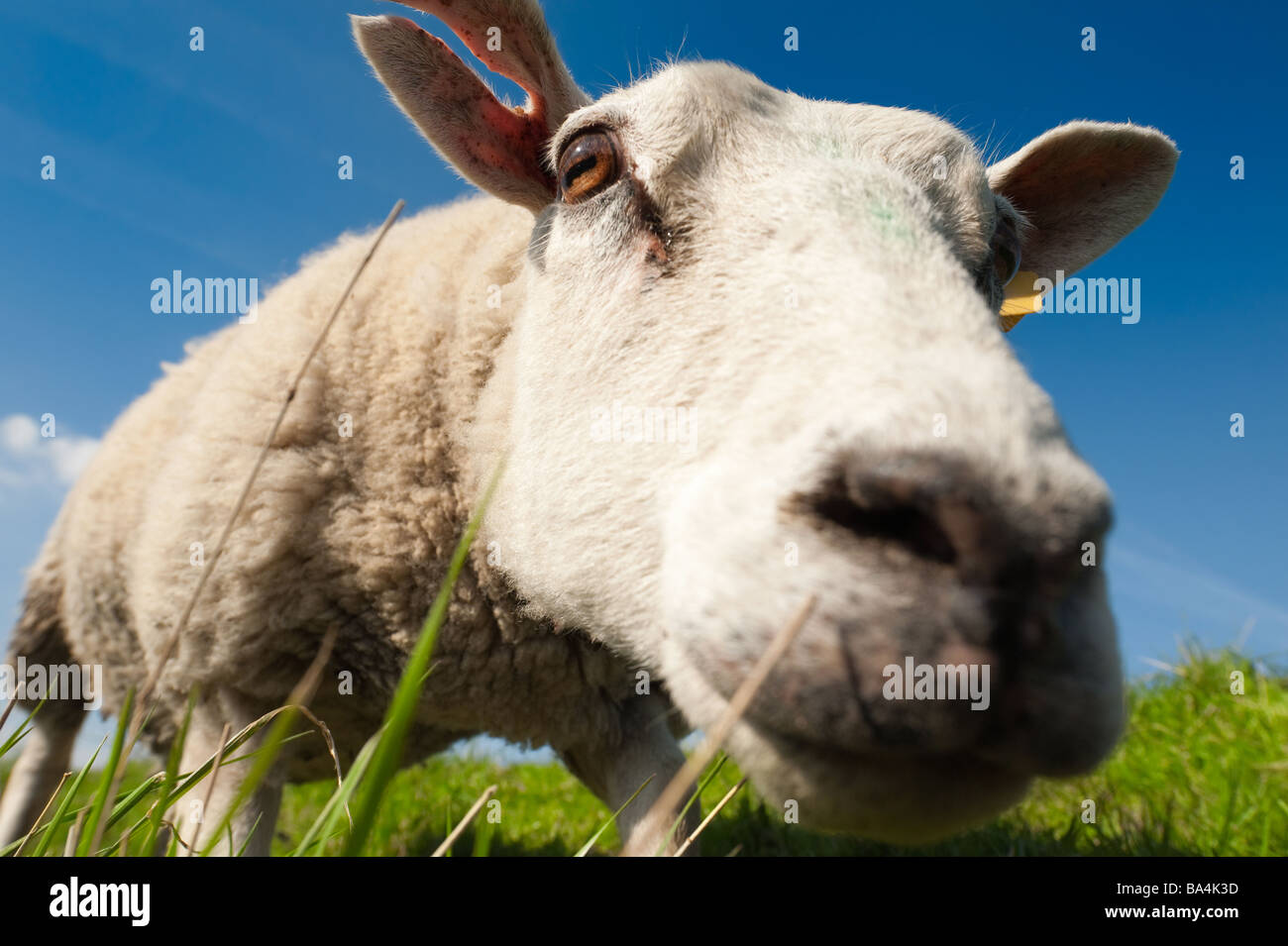 Pecore in cerca all'interno della fotocamera Foto Stock