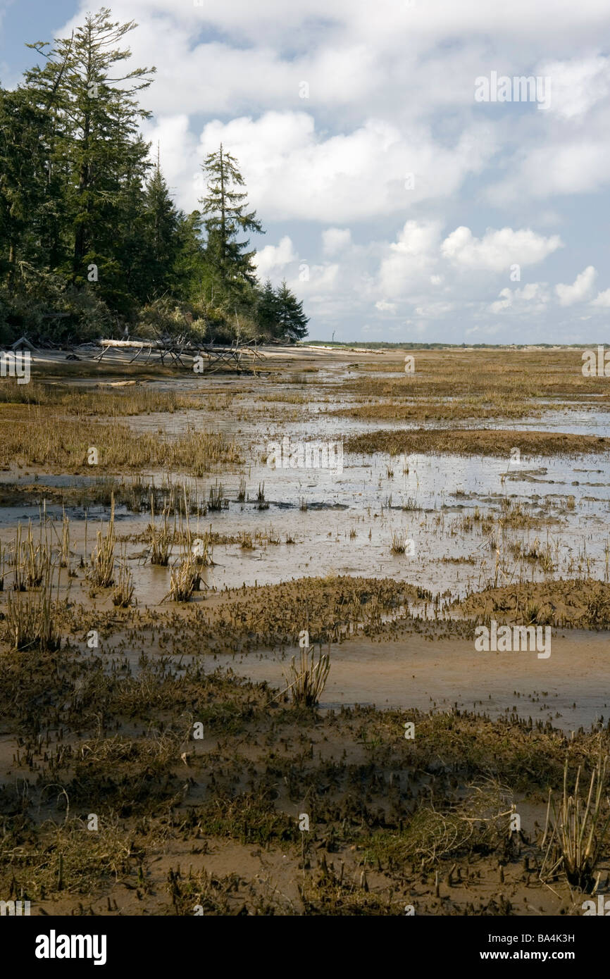 Leadbetter Point State Park - spiaggia lunga penisola, Washington Foto Stock