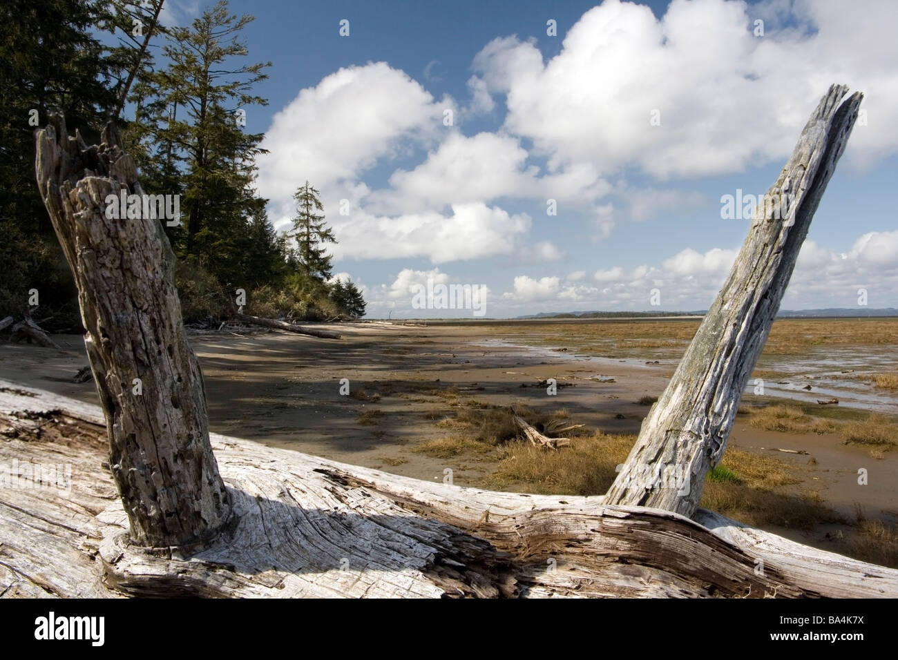 Leadbetter Point State Park - spiaggia lunga penisola, Washington Foto Stock