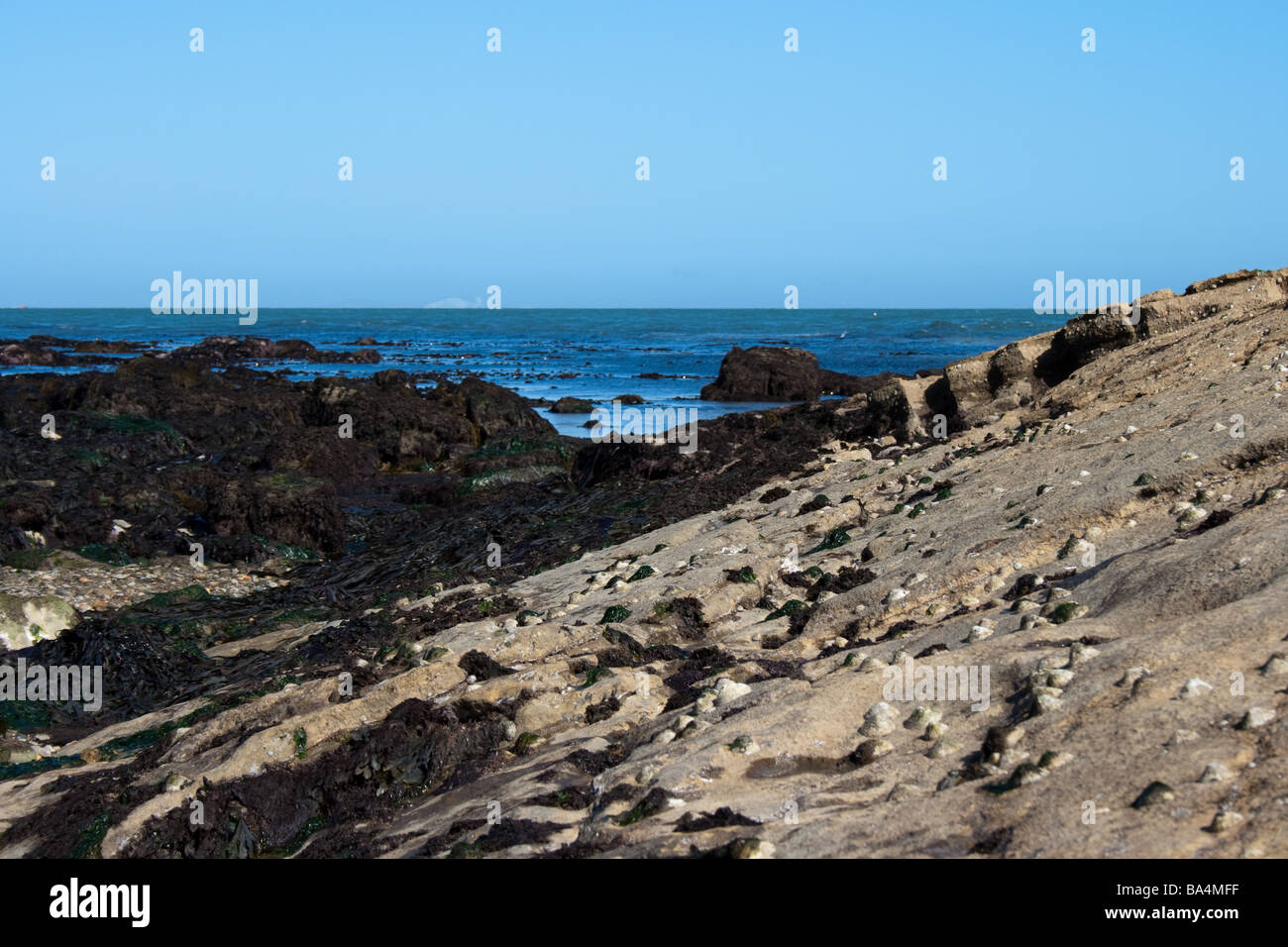 Le alghe sulle rocce a bassa marea Foto Stock