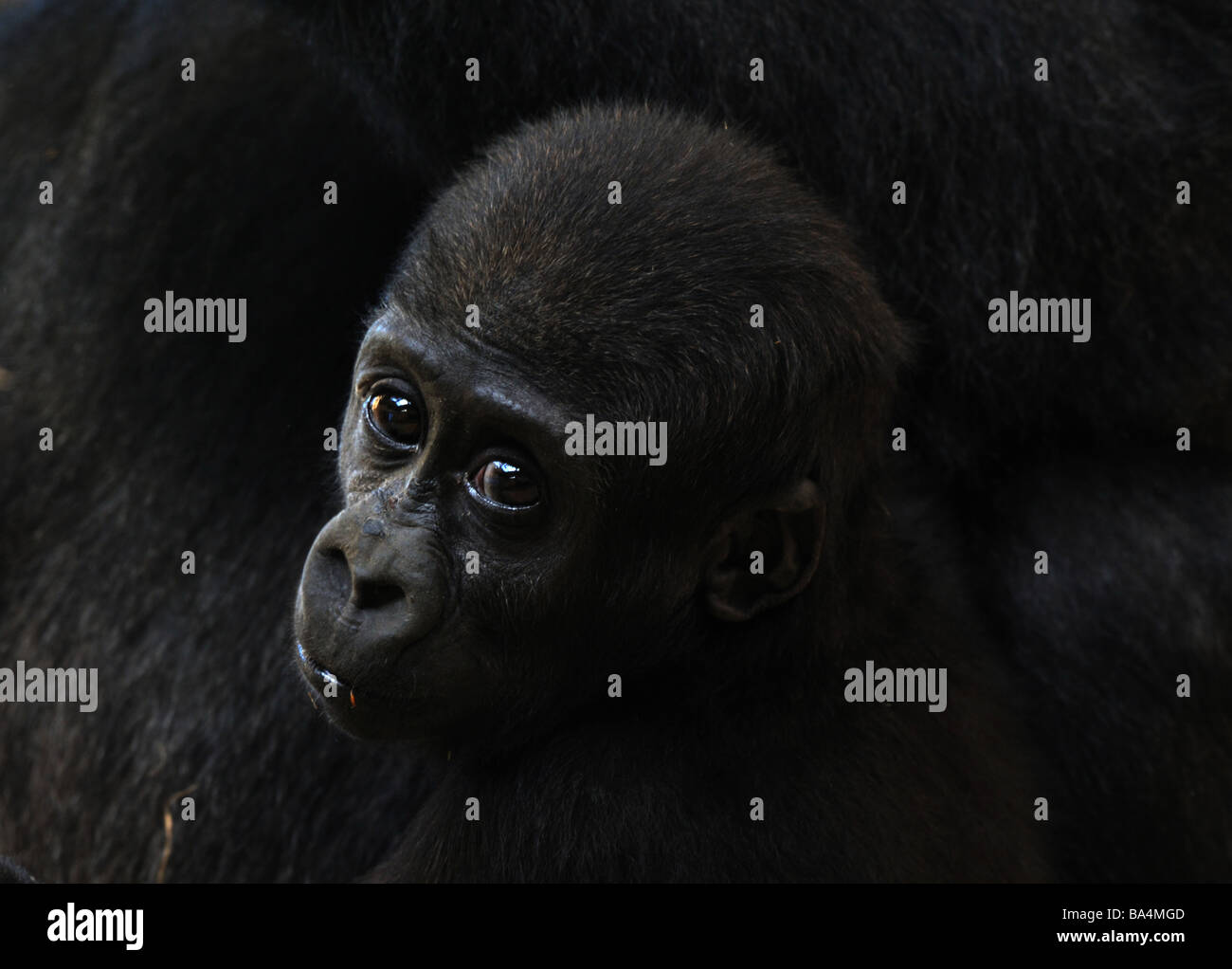 Close up di un simpatico baby gorilla Foto Stock