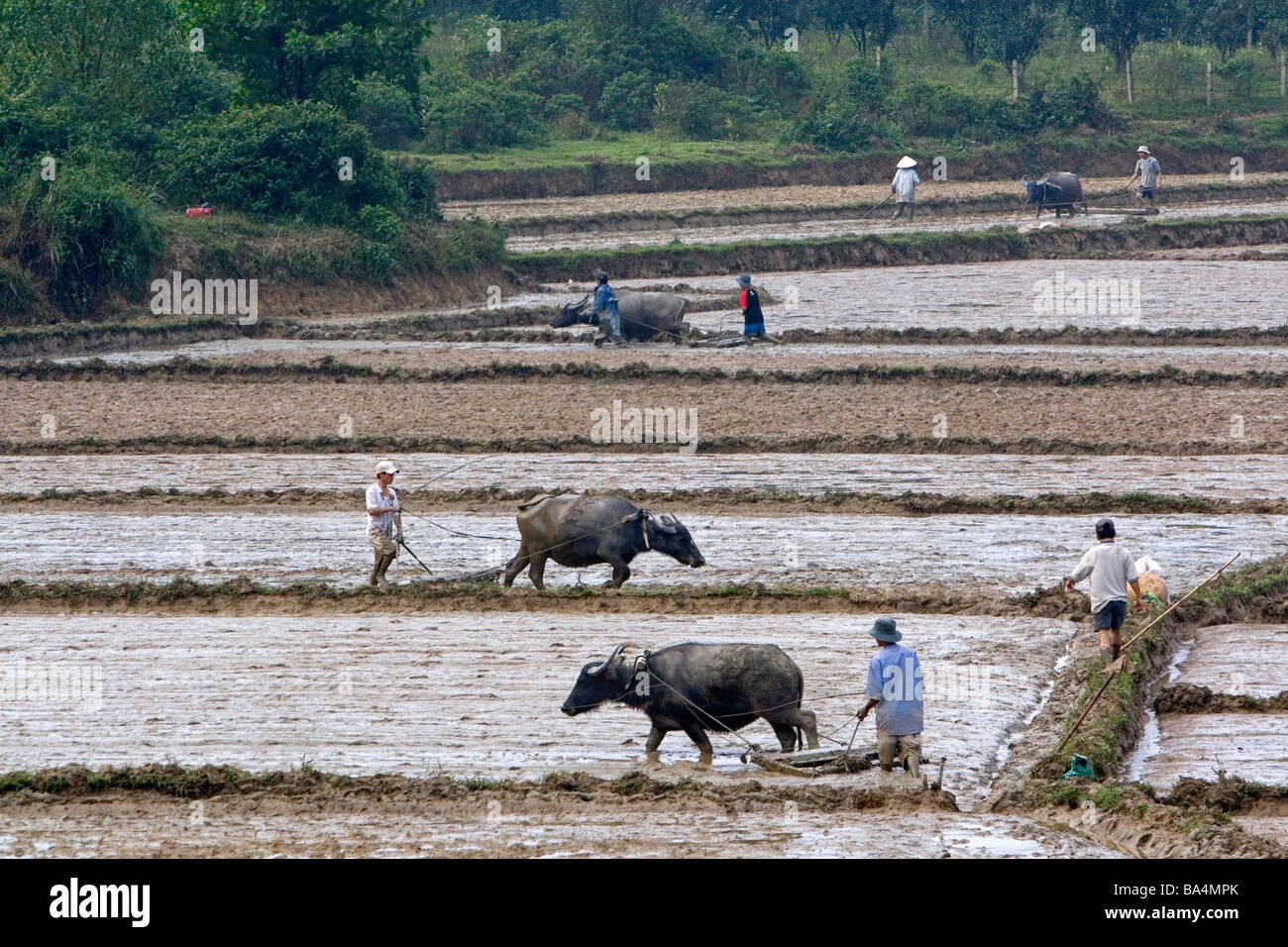 Bufalo d'acqua coltivando riso risoni a nord di Hue Vietnam Foto Stock