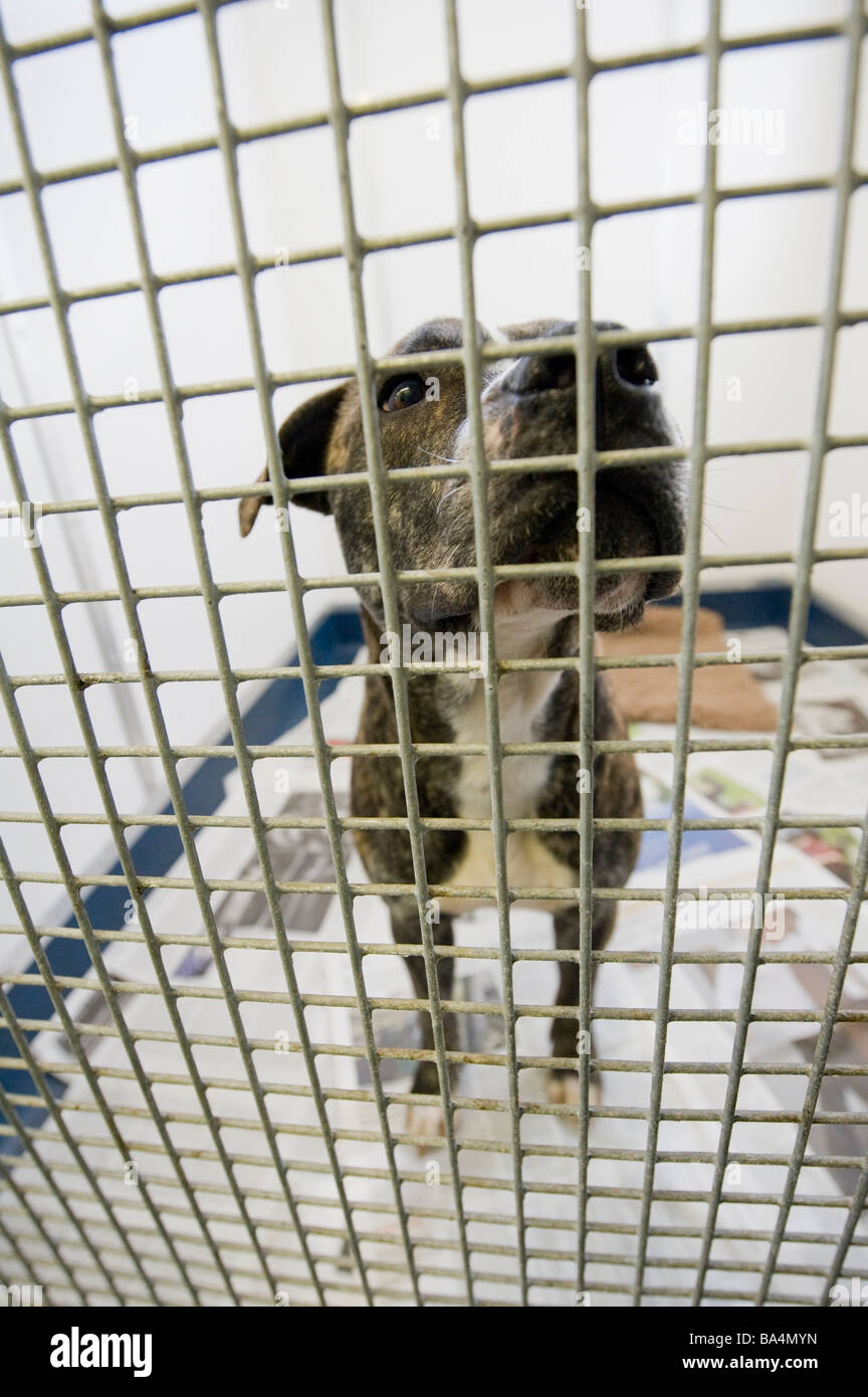 Cane abbandonato in attesa in un consiglio pound per qualcuno la rivendicazione di lui Foto Stock