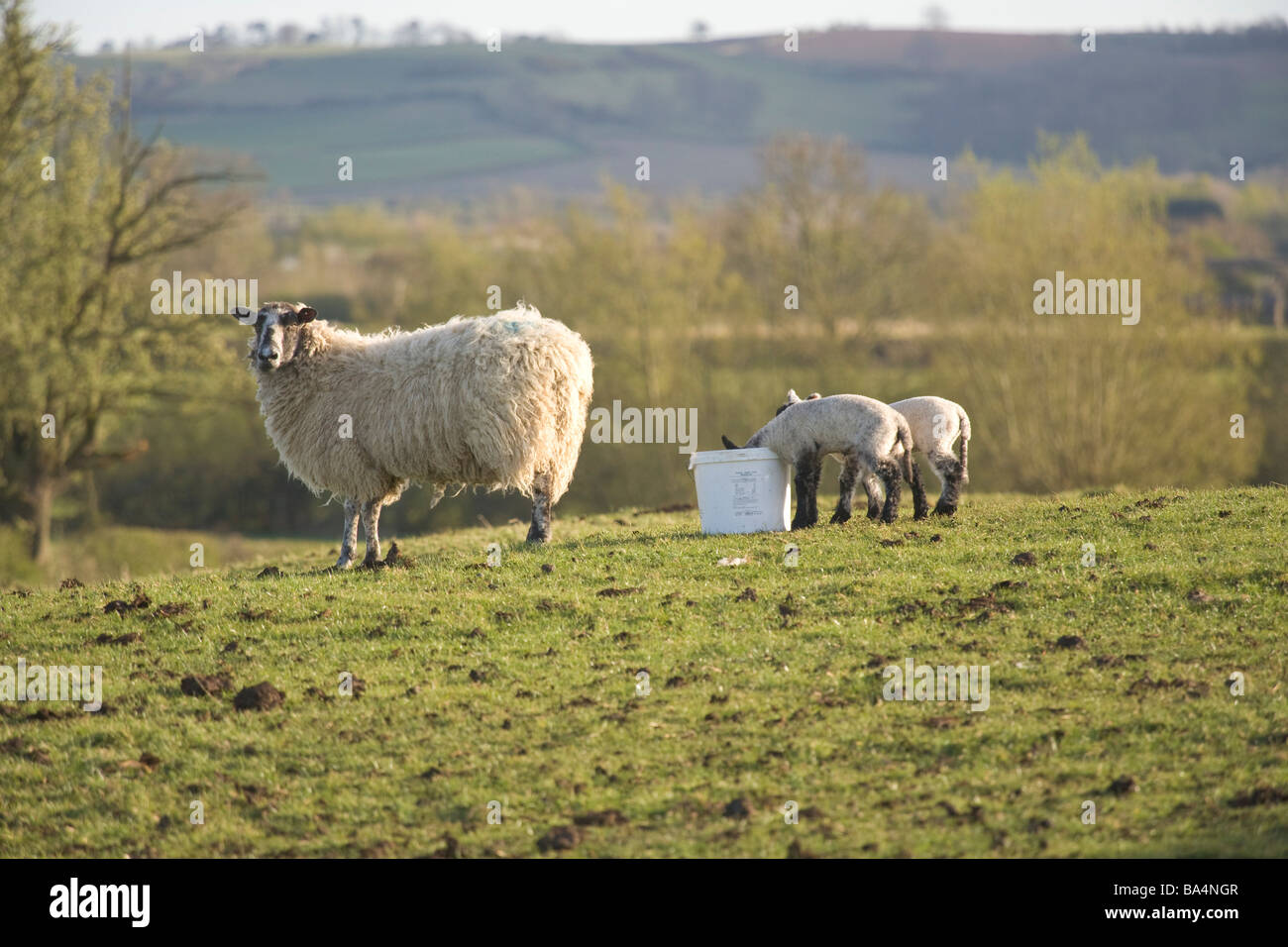 Pecora e agnelli sulla cresta di una collina con un cielo blu e nuvole cumulus Foto Stock