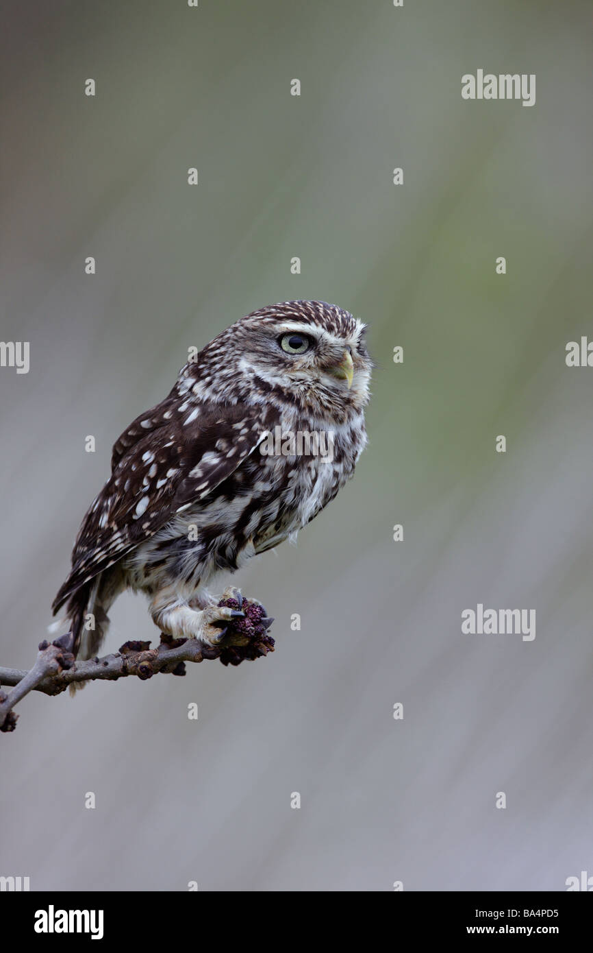 Civetta Athene noctua aspetto di avviso Foto Stock
